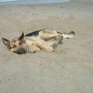 Schæferhund Bjørndahl Mester HIMMELHUND