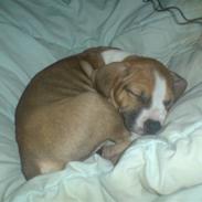 Amerikansk staffordshire terrier Mika