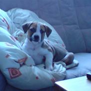 Amerikansk staffordshire terrier Mika
