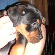 Blanding af racer Fraya R.I.P 26/4-2011