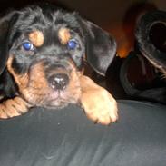 Blanding af racer Fraya R.I.P 26/4-2011