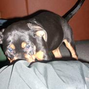 Blanding af racer Fraya R.I.P 26/4-2011