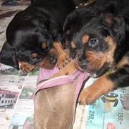 Blanding af racer Fraya R.I.P 26/4-2011