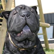 Shar pei Louis