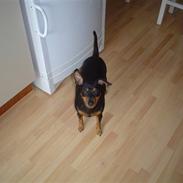 Dvaergpinscher Micki r.i.p mors prins aka-prinsen over alle prins