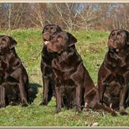 Labrador retriever Baloo