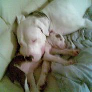 Dogo argentino Miglo