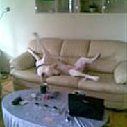 Dogo argentino Miglo