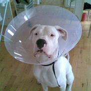 Dogo argentino Miglo