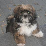 Lhasa apso gizmo