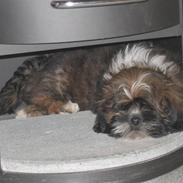 Lhasa apso gizmo