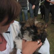 Lhasa apso gizmo