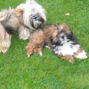 Lhasa apso gizmo