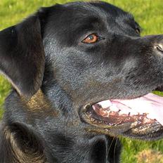 Labrador retriever Charko