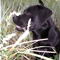 Labrador retriever Charko