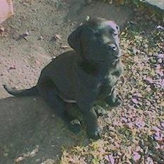 Labrador retriever Charko