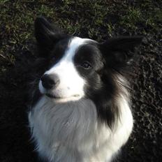 Border collie Jewel