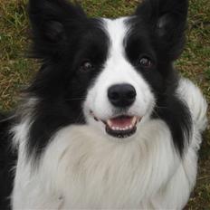 Border collie Jewel