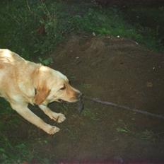 Blanding af racer King