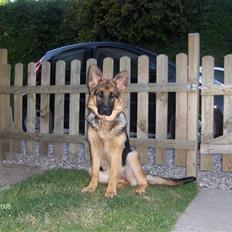 Schæferhund Maegaards Jana (Mille)