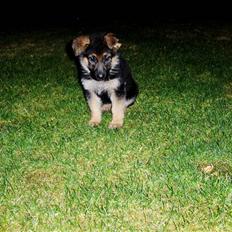 Schæferhund Maegaards Jana (Mille)