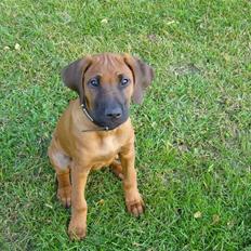 Rhodesian ridgeback Diezel