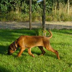 Rhodesian ridgeback Diezel