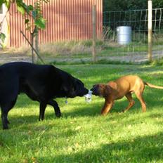 Rhodesian ridgeback Diezel