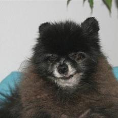 Pomeranian Pelspersonen Pølse RIP