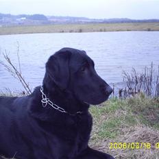 Blanding af racer Balou