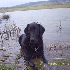 Blanding af racer Balou