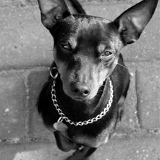 Dvaergpinscher Vedhauges Zhiro