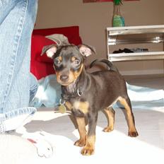 Dvaergpinscher Vedhauges Zhiro