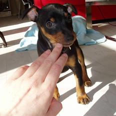 Dvaergpinscher Vedhauges Zhiro