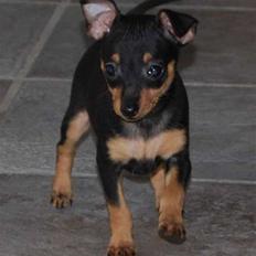 Prazsky krysarik Clea