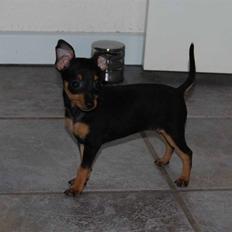 Prazsky krysarik Clea