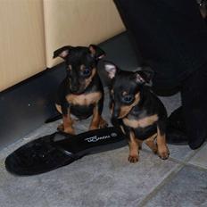 Prazsky krysarik Clea