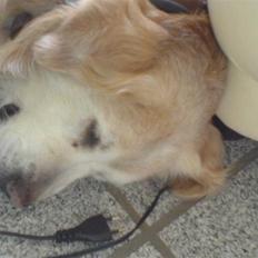 Golden retriever R.I.P Max