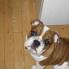 Engelsk bulldog Hannibal