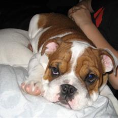 Engelsk bulldog Hannibal