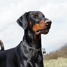 Dobermann G.O.F. Brilliant Boris