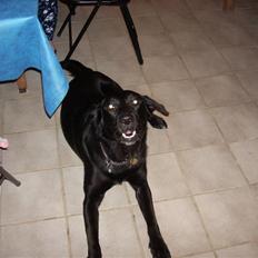 Blanding af racer Micki