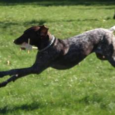 Korthåret hønsehund Zitta