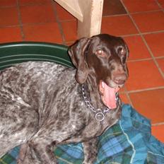 Korthåret hønsehund Zitta