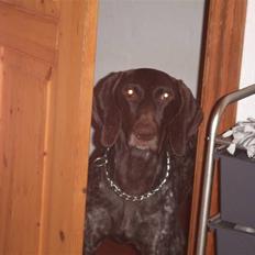 Korthåret hønsehund Zitta