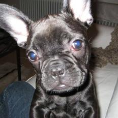 Fransk bulldog Tarzan