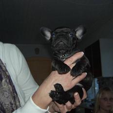 Fransk bulldog Tarzan