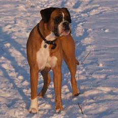 Boxer Emma (død 10.12.2008)