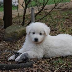 Hvid schæfer Diesel