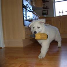 Hvid schæfer Diesel